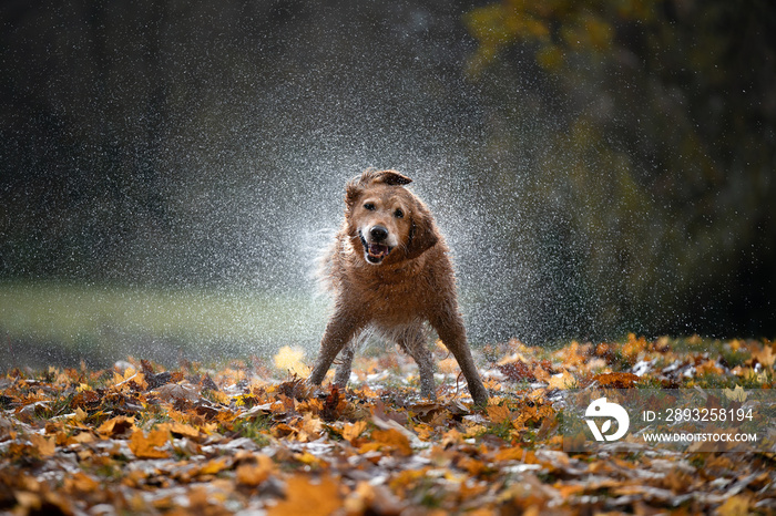 金毛犬摇水