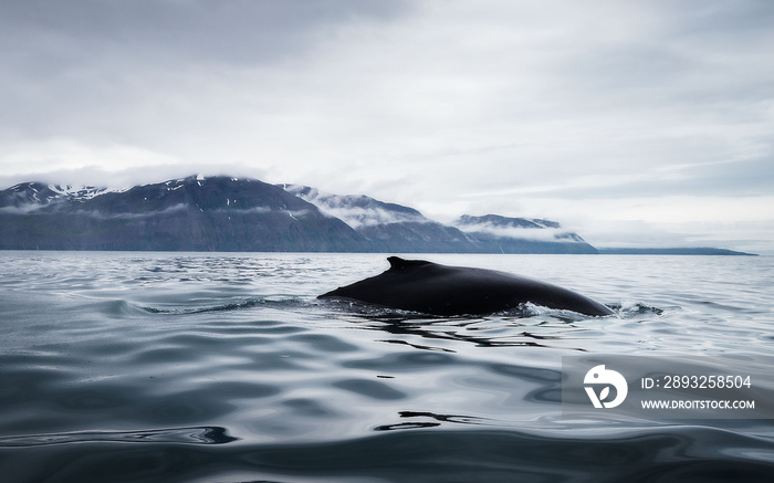 座头鲸展现了它们最好的特征：白色胸鳍和巨大的尾巴。
