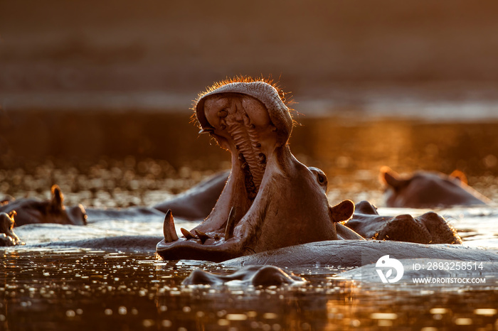 hippopotamus yawning with back lit during sunset  in a pool in Mana Pools National Park in Zimbabwe