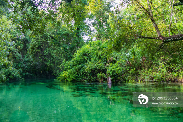 Weeki Wachee River,  Florida