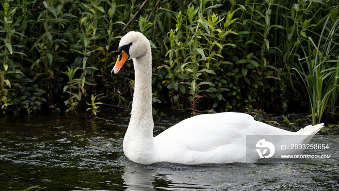 An adult swan swimming in a river