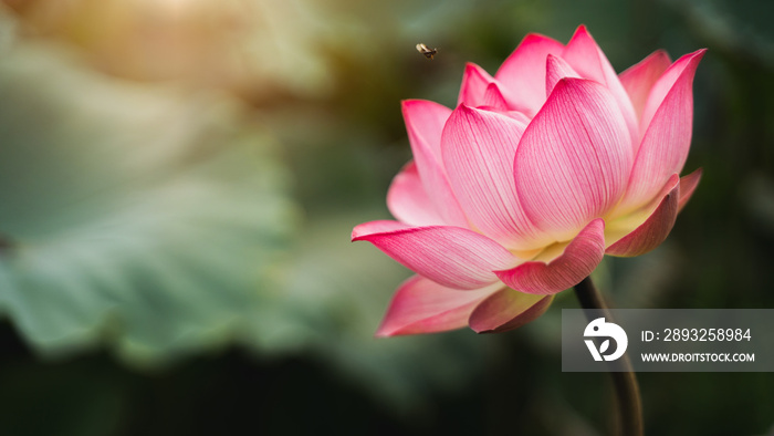 close-up Beautiful pink lotus is a backdrop of green leaves and warm light in natural swamps.