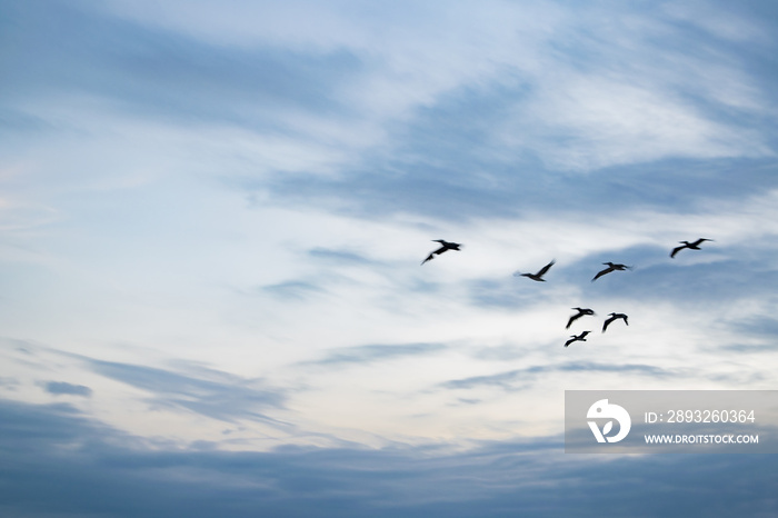 Pelicans Flying at Blue Sky