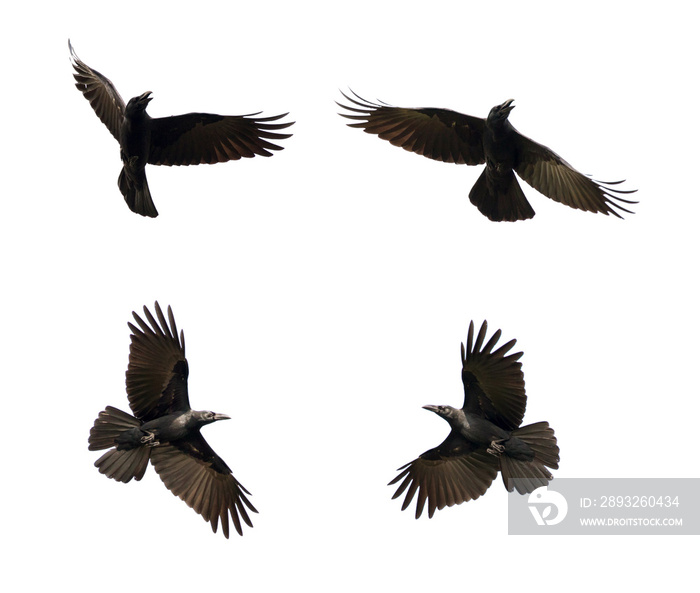 一群在白色背景上飞行的黑乌鸦。动物。黑鸟。