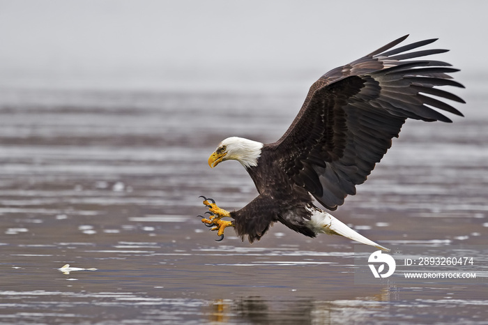 Bald Eagle Fish Grab