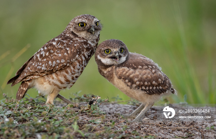 Pair of Burrowing Owls in Florida