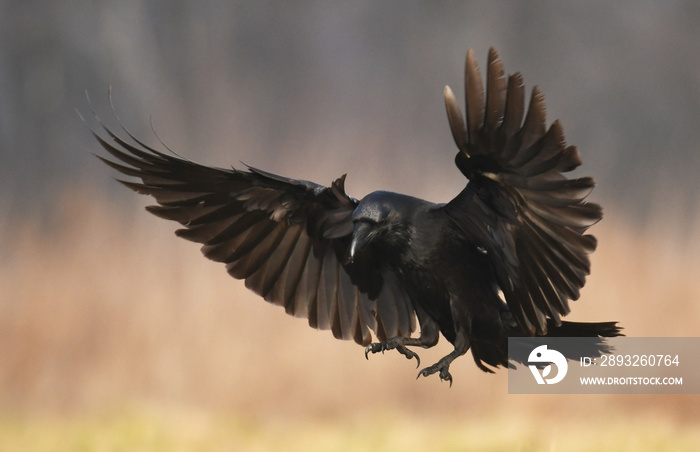 普通乌鸦（Corvus corax）