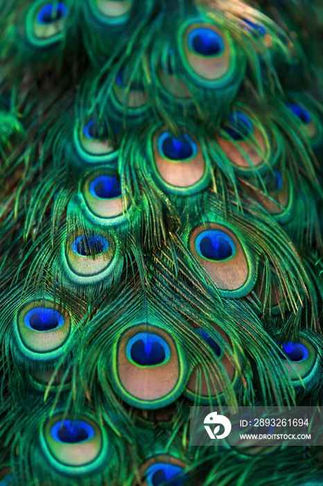 特写雄性绿孔雀羽毛。