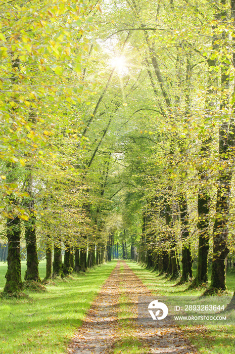 Baumallee mit Fußweg und Sonnenstrahlen