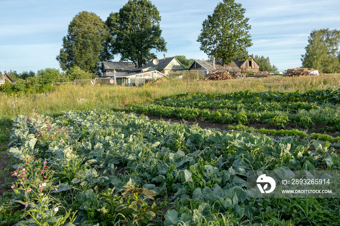 Vegetables growing in permaculture garden, traditional countryside landscape