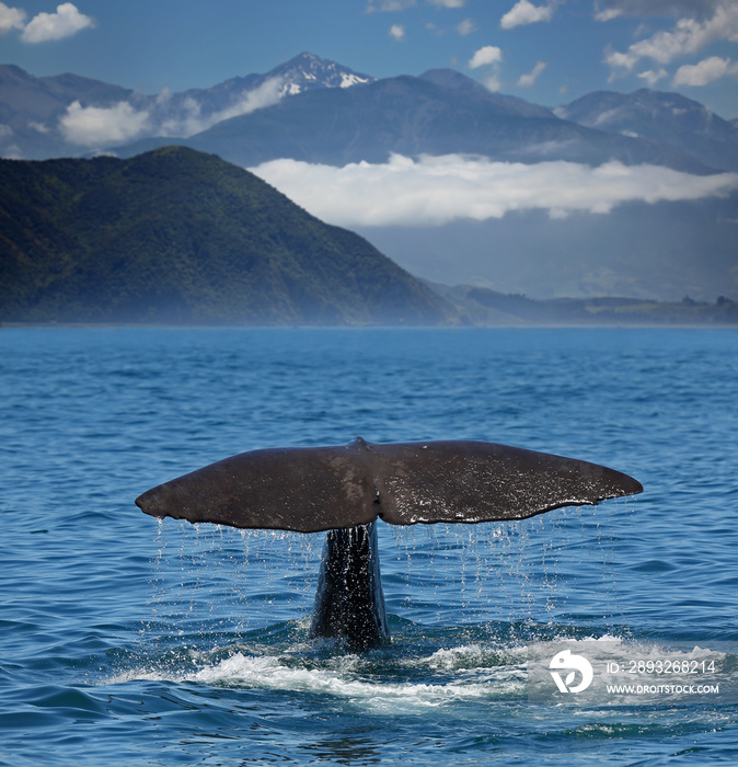 Sperm whale starts a deep dive at the coast near Kaikoura (New Zealand)