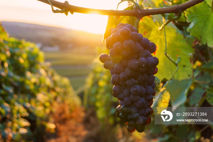 Vine grapes in champagne region in autumn harvest, France