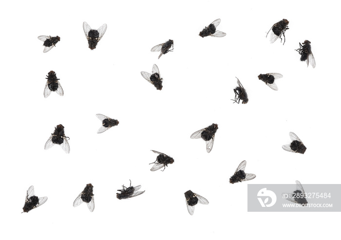 白色背景上隔离了许多死苍蝇