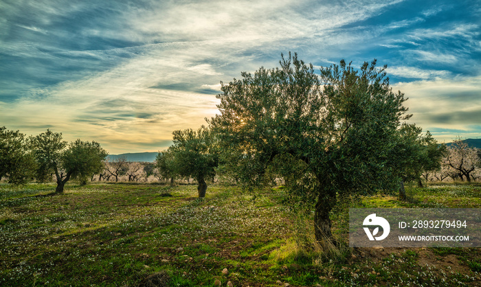 Picture on an olive trees and almond trees field during a sunny sunset in Spain - Image