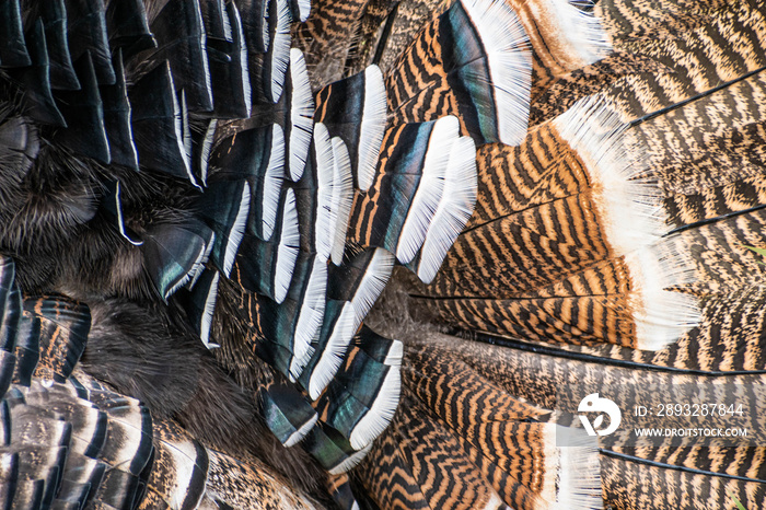 Turkey feathers close up. Brown and black turkey feathers close up