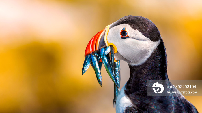 Puffin（Fratercula arctica）和装满鳗鱼的山毛榉在前往繁殖地i筑巢的路上