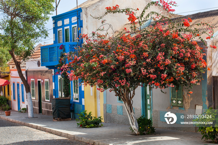 Street with colorful houses and red flowering tree in Cape Verde