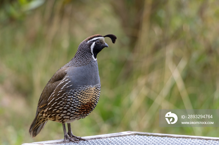 Male Quail Profile