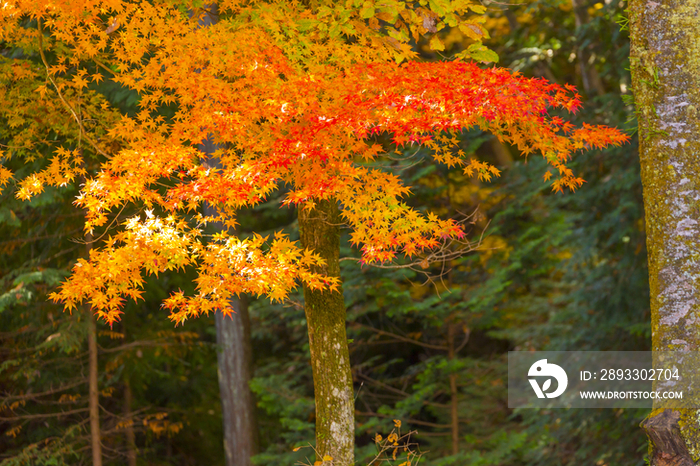 Autumn leaves in Japan