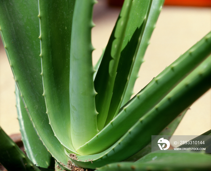 Aloe vera plant