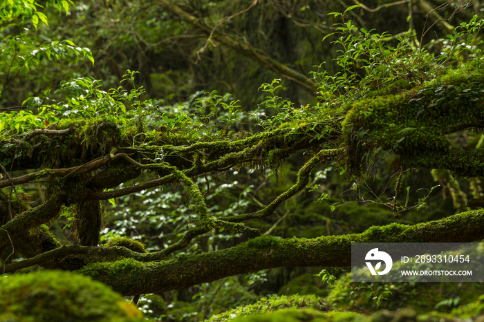 Shiratani Unsuikyo,Yakushima,Kagoshima,Japan