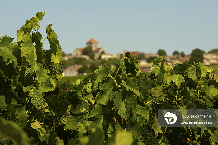 Vineyard and church, Saint-Emilion, France