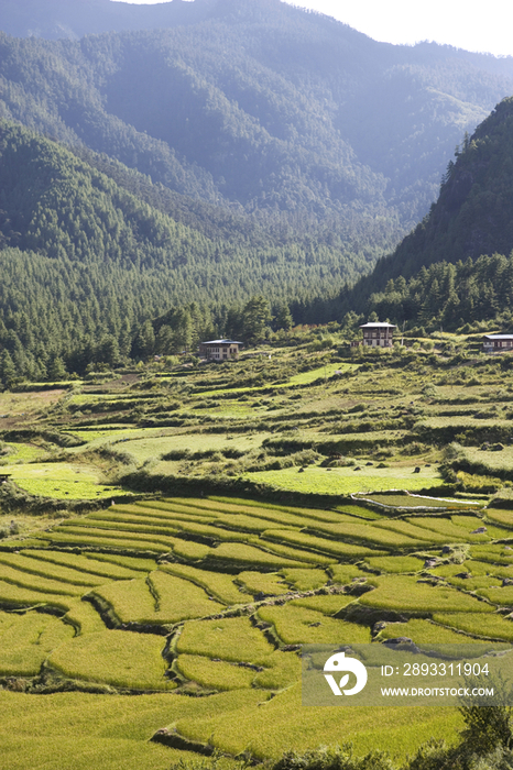 Bhutan, Paro Rice fields