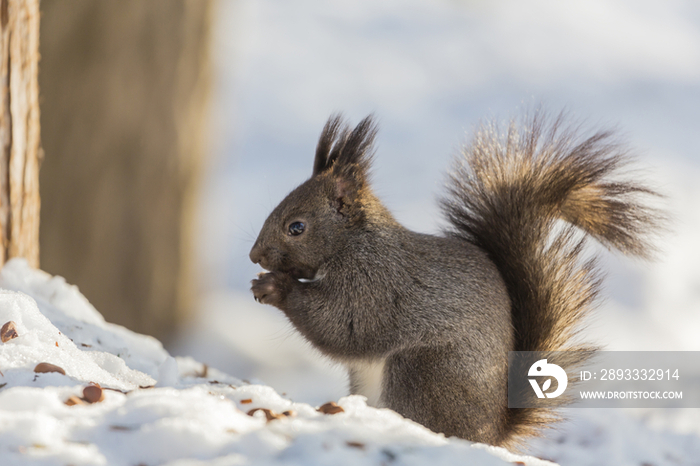 Hokkaido Squirrel (Ezorisu) Eating Walnut,Hokkaido,Japan