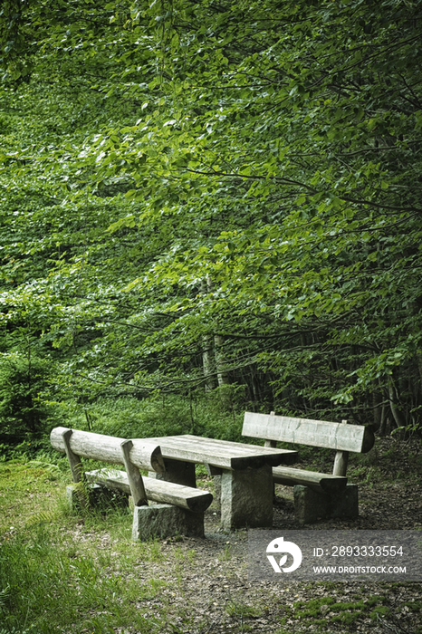 Picnic Area in Forest