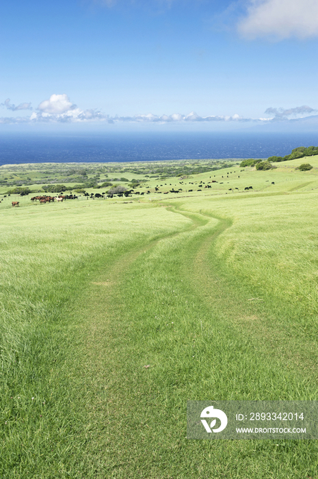 Kohala, Horse Ranch