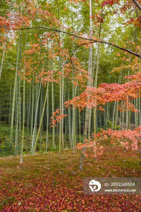 Autumn View of Trees and Bamboo Grove in Kyoto, Japan