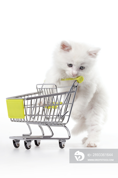 小白猫和购物车