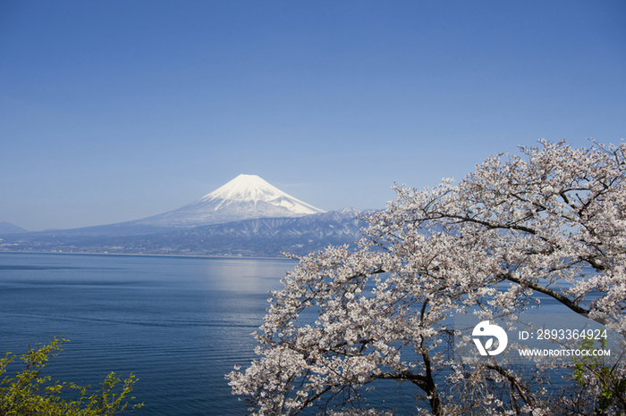 Cherry blossoms and Mt. Fuji,Japan
