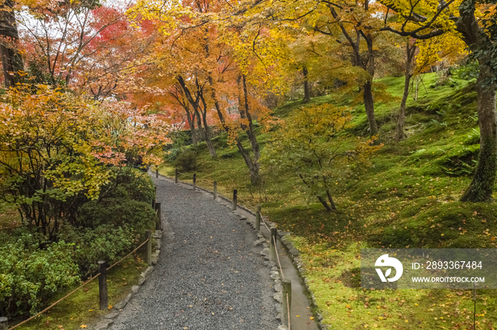 Autumn View of Trees in Kyoto, Japan