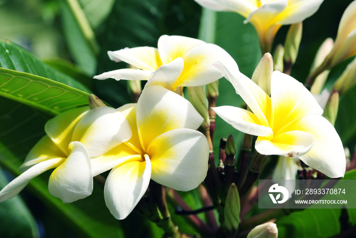 Plumeria flowers in Mauritius, Africa