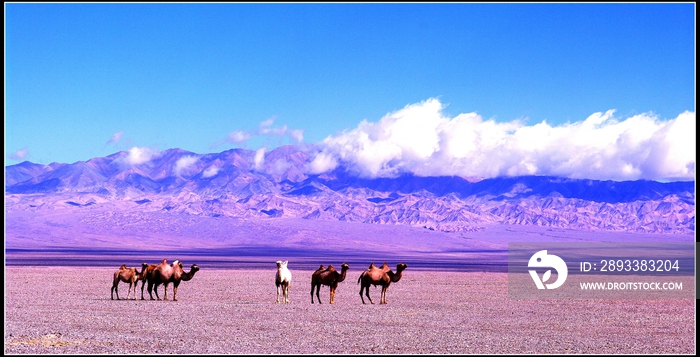 青海省冷湖边的骆驼