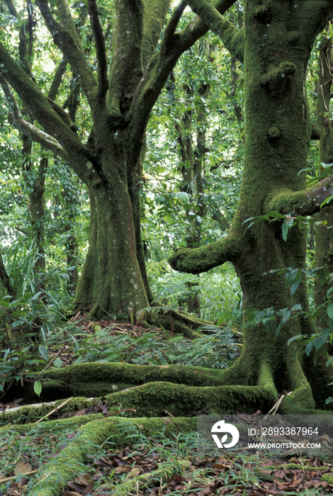 Costa Rica, Coco island, rainforest