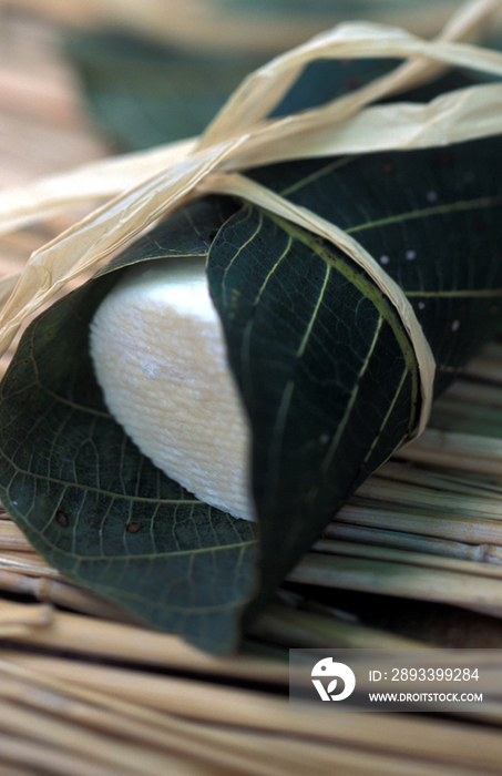 Goat cheese seasoned in walnut leaves, Siena, Tuscany, Italy