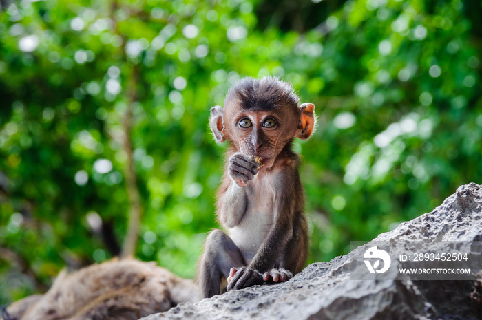 Cub Macaca fascicularis sitting on a rock and eat. Baby monkeys on the Phi Phi Islands, Thailand