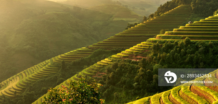 Panorama Mu Cang Chai, landscape terraced rice field near Sapa, north Vietnam