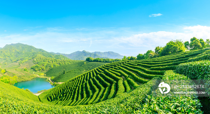 晴天的绿茶山，茶园的自然背景。