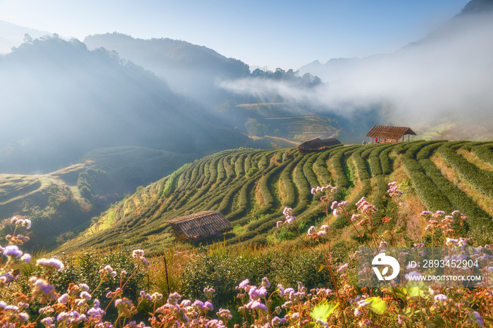 Fang Dis，Doi Angkhang山冬季晨雾茶园梯田景观