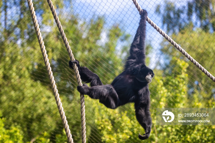 Siamang长臂猿在动物园围栏里从绳子上荡来荡去
