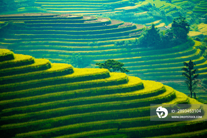 Green Terraced Rice Field in Hoang Su Phi. Viewpoint in Hoang Su Phi district, Ha Giang province, Vi