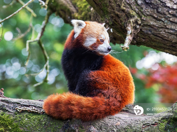红熊猫坐在树枝上