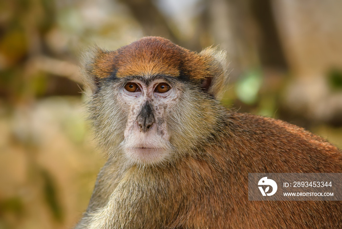 Patas Monkey-红猴，来自塞内加尔非洲灌木丛和森林的美丽橙色灵长类动物