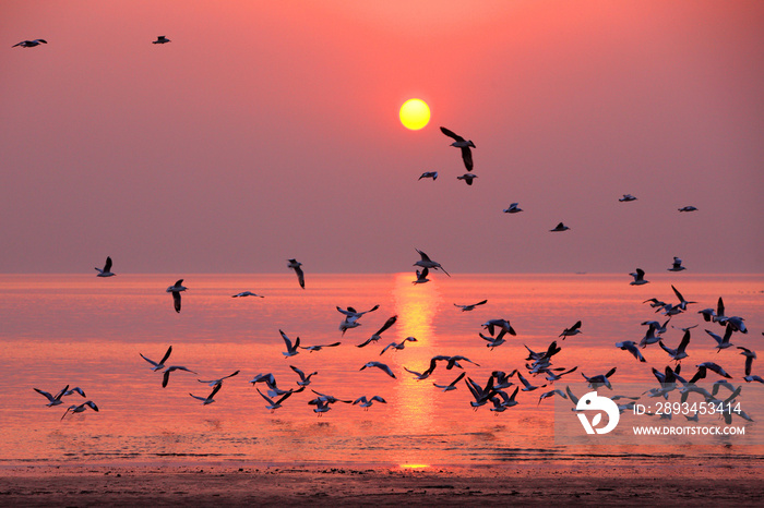 Dublar Char的一群鸟，这是一个位于孙德尔班南部边界的岛屿，面向
1475395770,PDD——月经前睡眠障碍的首字母缩写，医学概念背景