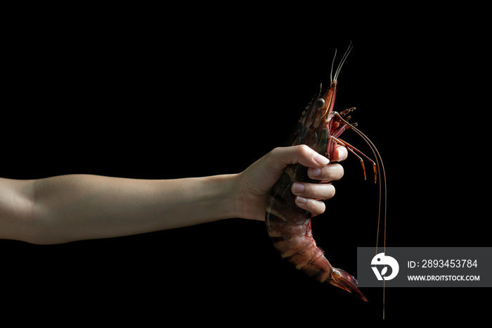 Woman hand holding fresh raw Tiger prawn on black background.