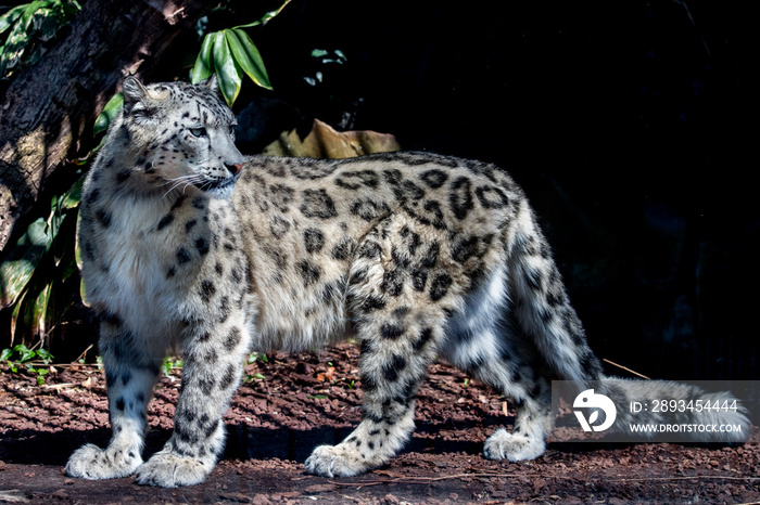 snow leopard close up portrait