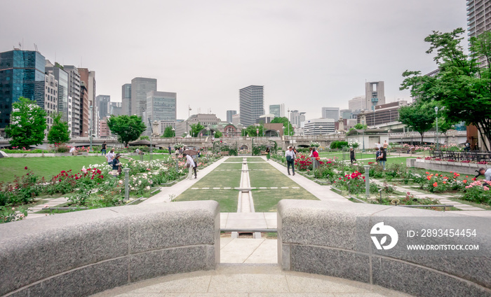 大阪市政厅附近的大阪中之岛玫瑰园